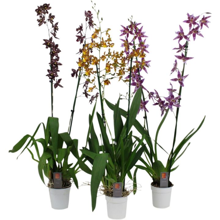 Kambria XXL valik Ø 12 cm