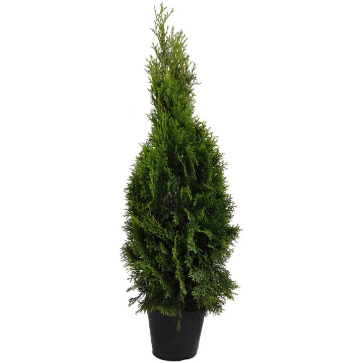 Harilik elupuu Smaragd Ø 23 cm