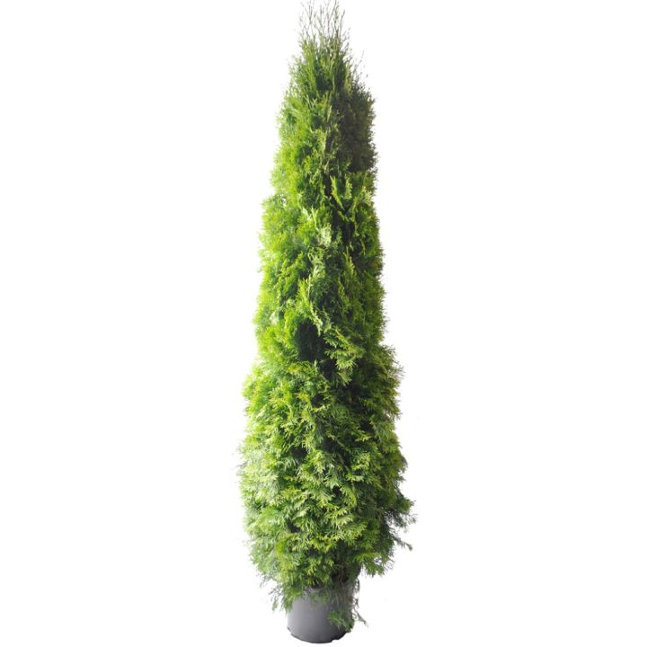 Harilik elupuu Smaragd Ø 31 cm