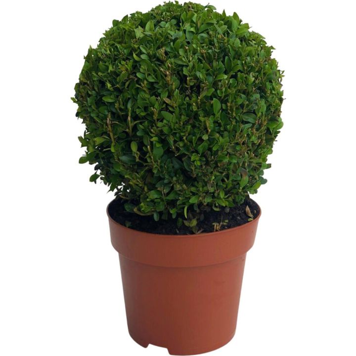 Harilik pukspuu Ø 19 cm