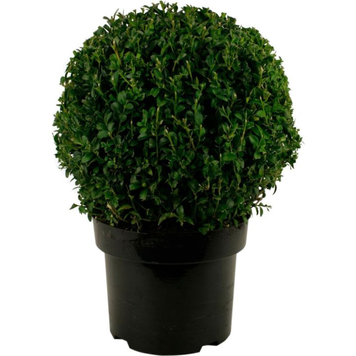 Harilik pukspuu Ø 30 cm