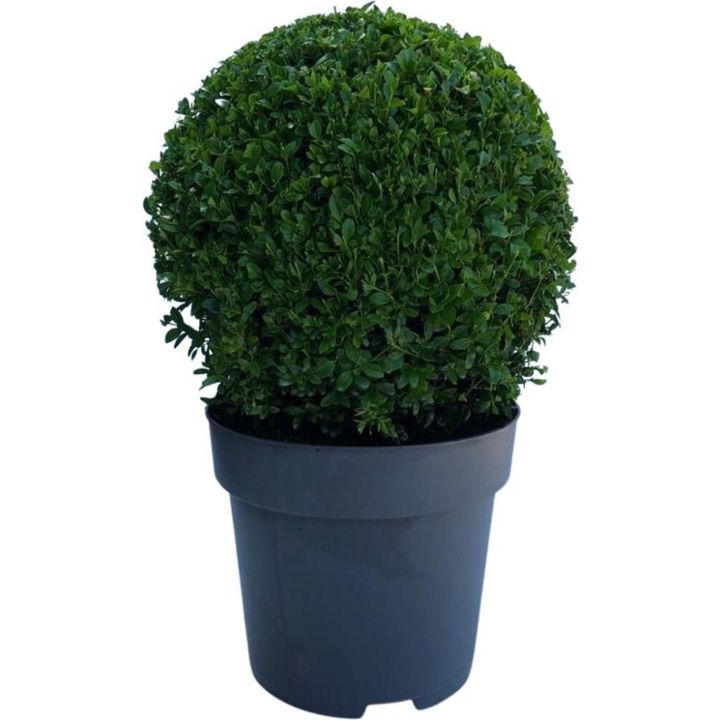 Harilik pukspuu Ø 26 cm