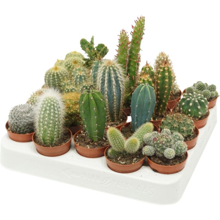 Kaktus Mix Ø 5,5 cm