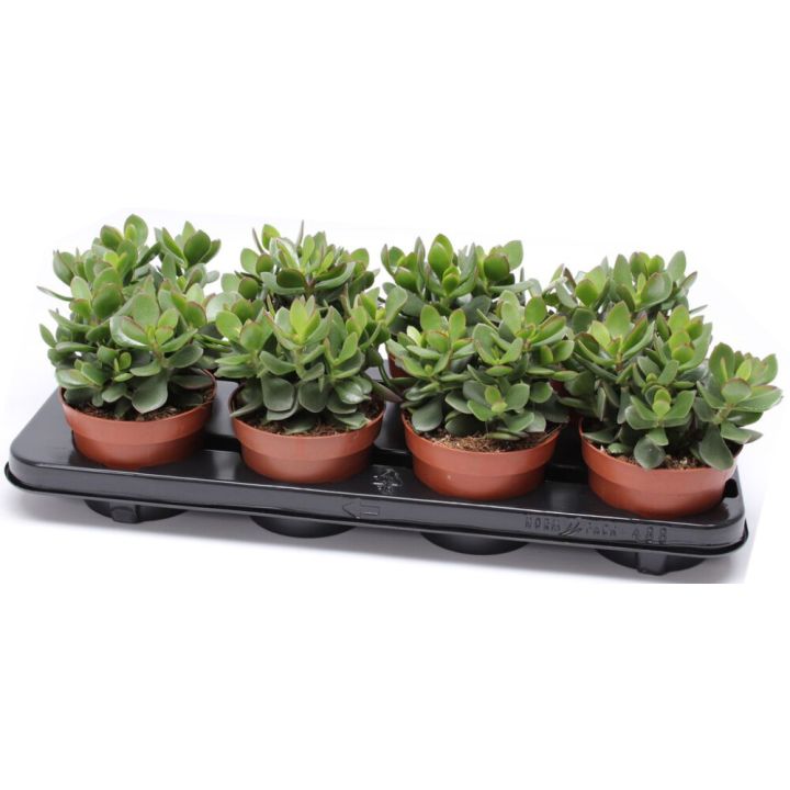 Portulak-turdleht Minova Magic Ø 12 cm