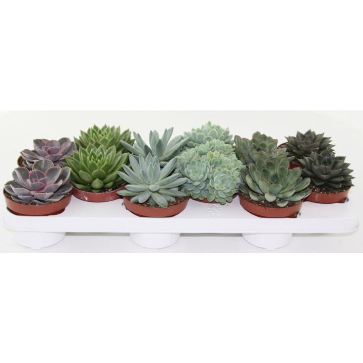 Soomuslehik Mix Ø 10,5 cm