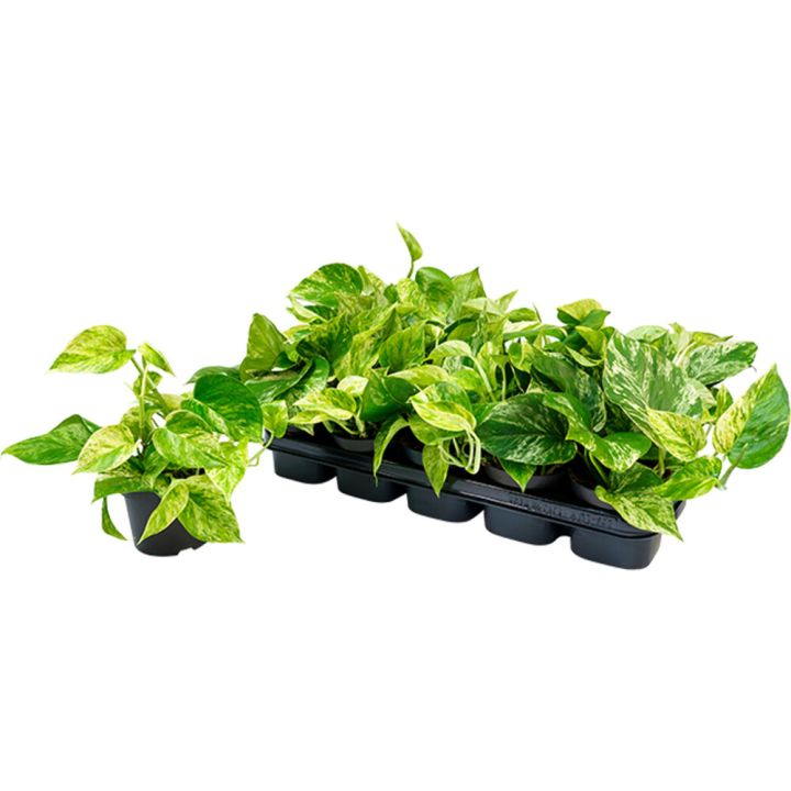 Kuld-nõelkõis Marble Queen Ø 12 cm