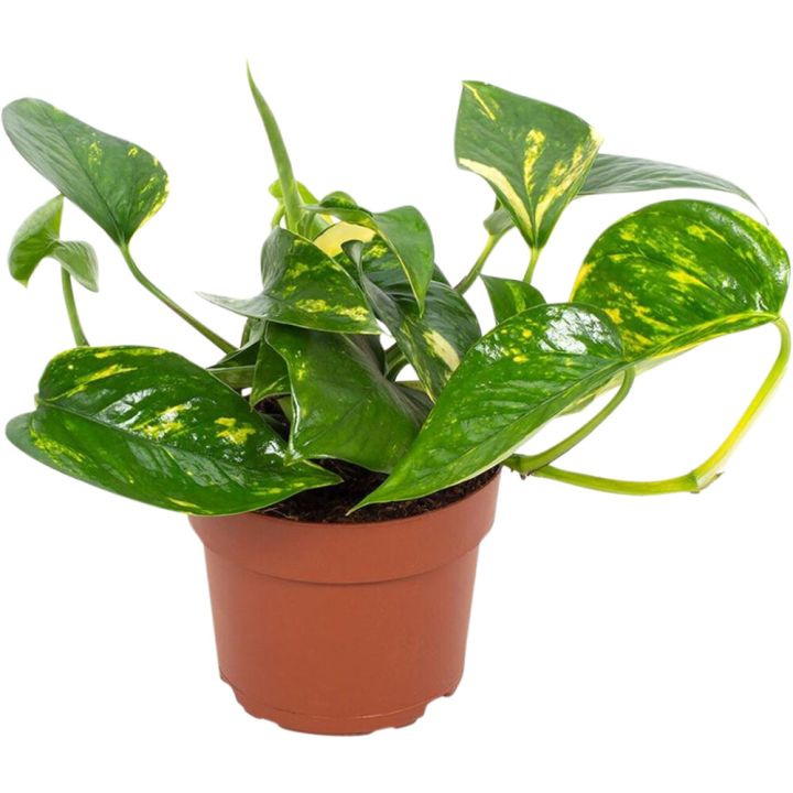 Kuld-nõelkõis Aureum Ø 12 cm