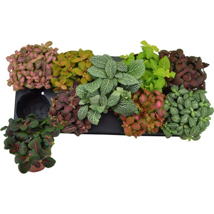 Pitslehik mix Ø 12 cm