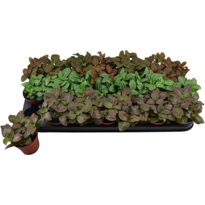 Pitslehhik mix Ø 8,5 cm