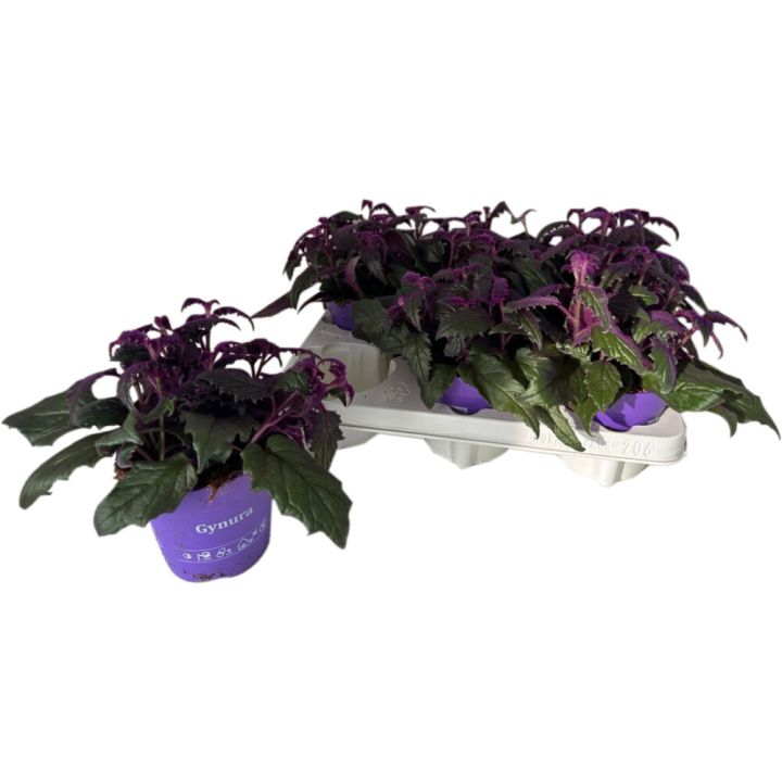 Sametlehik Gynura Ø 12 cm