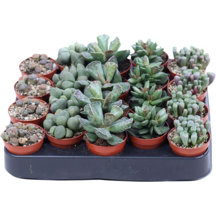 Kivilehik Mix Ø 5 cm