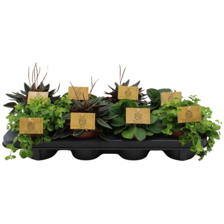 Peperoomia Mix Ø 10,5 cm