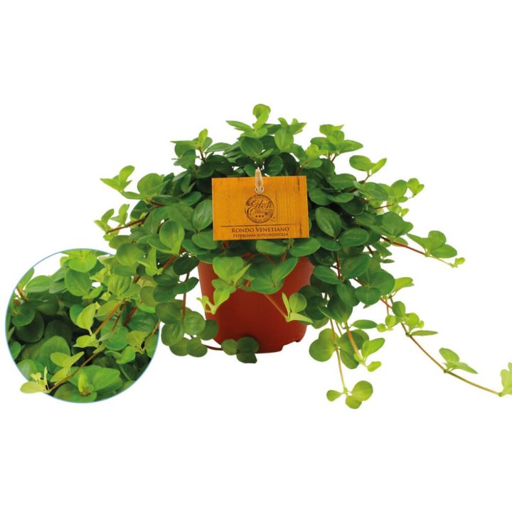 Ümaraleheline peperoomia P12