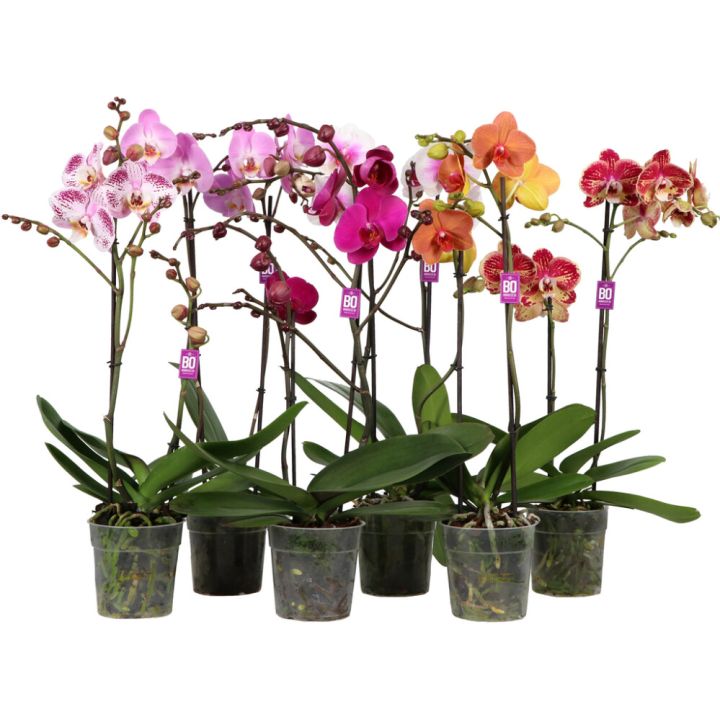 Kuuking mix Ø 12 cm 2-vart