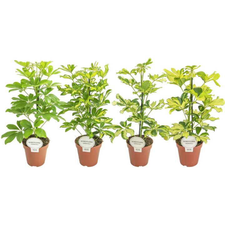 Sõrmlehik mix Ø 13 cm