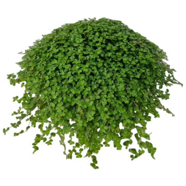 Heliksiine Ø 13 cm