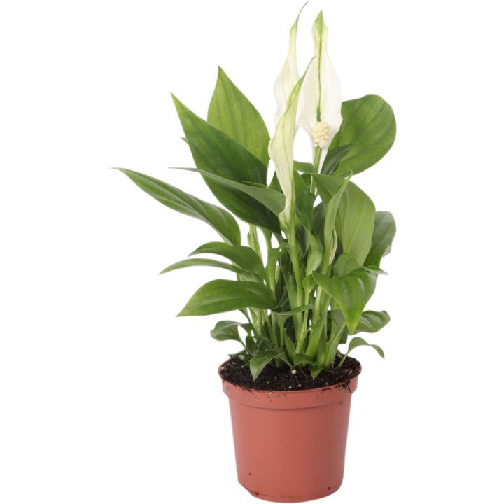 Tõlvlehik Pearl Cubido Ø 7 cm