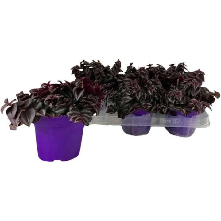 Rippuv sebralill Purple Passion Ø12 cm