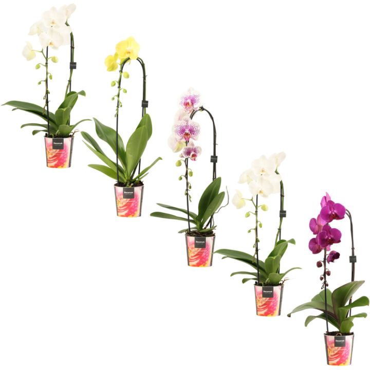 Kuuking mix Ø 12 cm