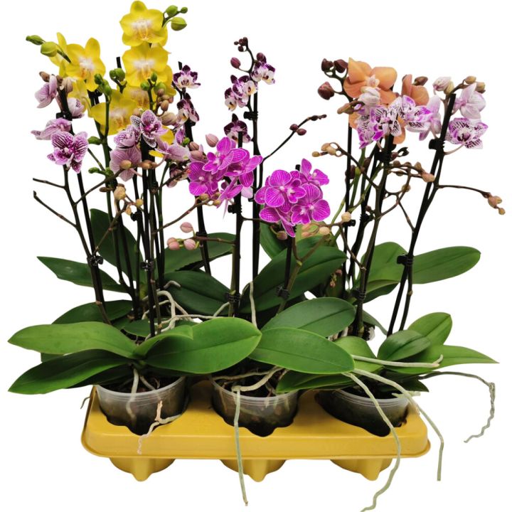 Kuuking mix Ø 12 cm