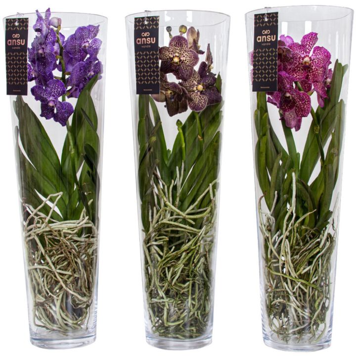 Vanda Lisanne Mix 70 cm