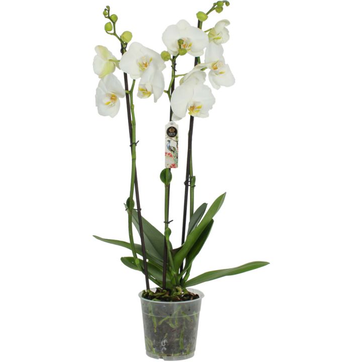 Kuuking Nottingham 3-vart Ø 12 cm