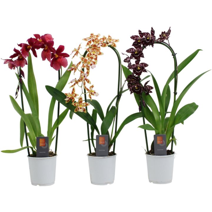 Kambria mix Ø 9 cm, 1-vars