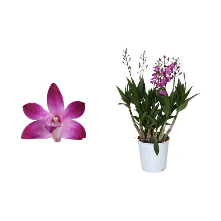 Dendroobium Berry Oda 4-vart  Ø 12 cm
