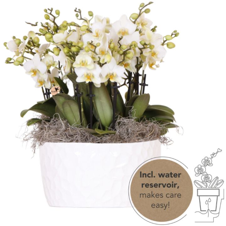 Kuuking Lausanne keraamilises potis