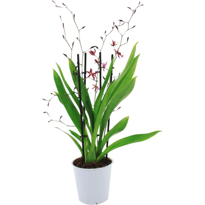 Orhidee Katsina Zoch 3 vart Ø 12 cm             