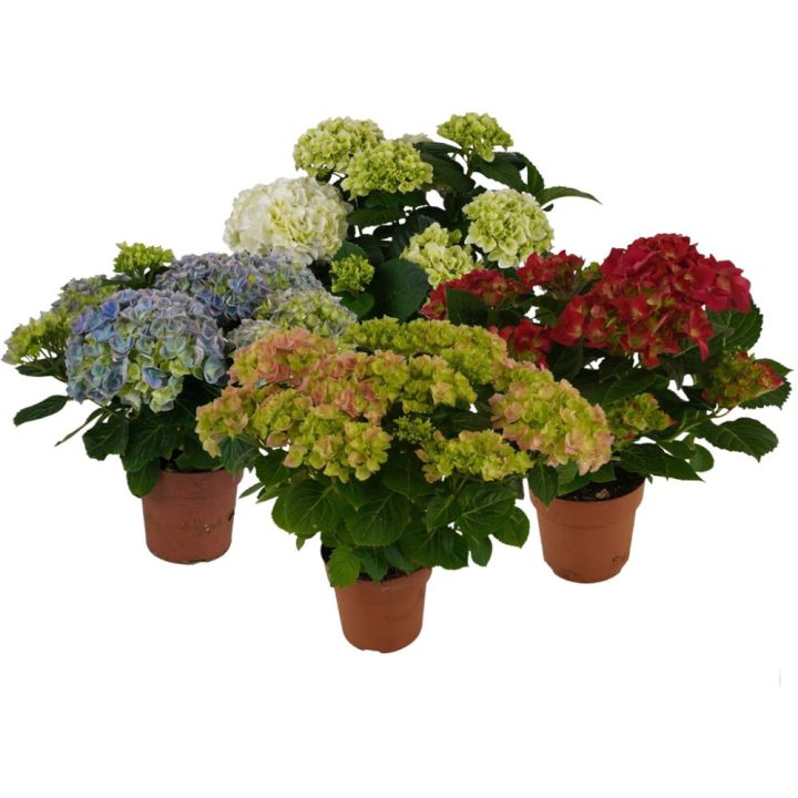Hortensia valik Ø 14  cm