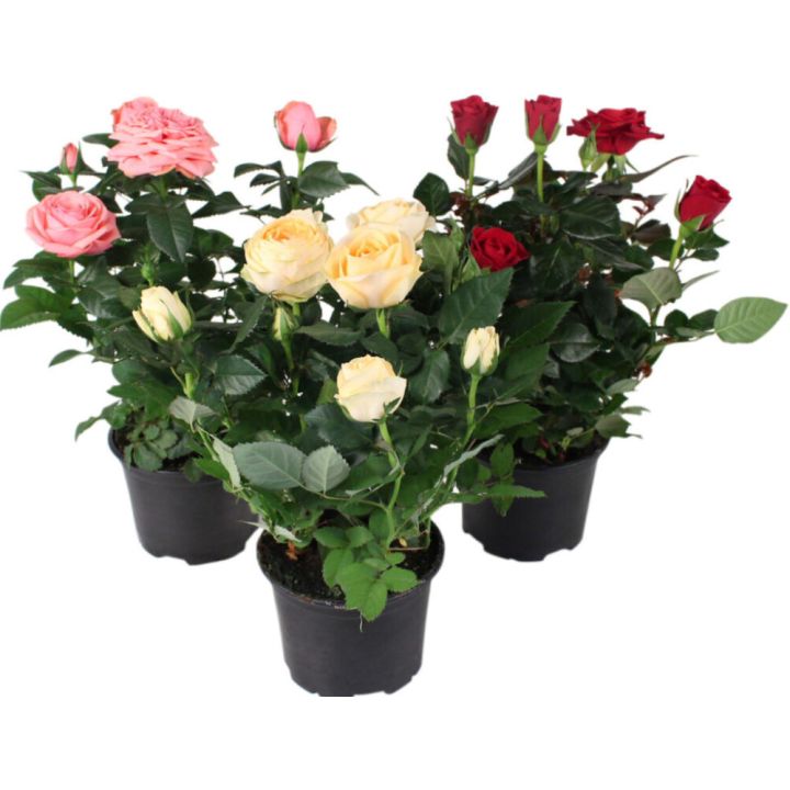 Potiroos mix Ø 12 cm