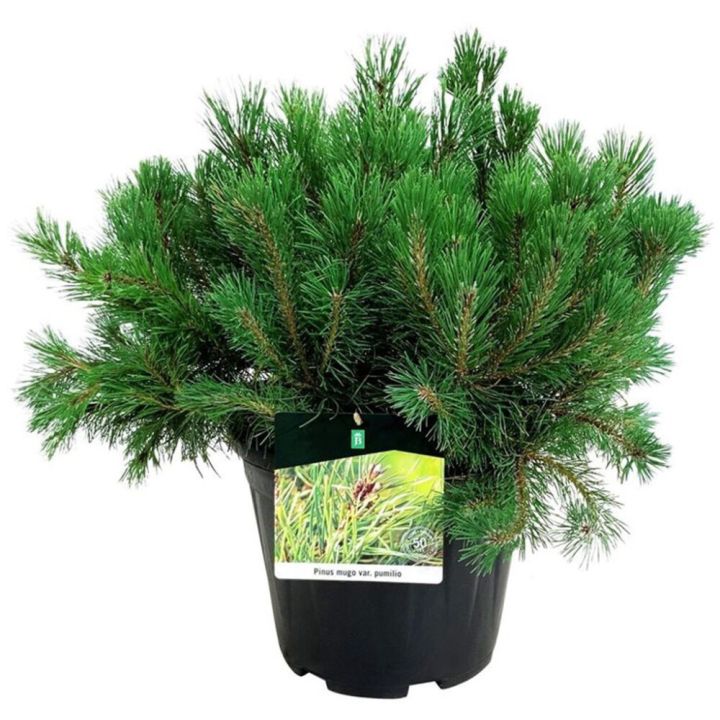 Kääbus-mägimänd Ø 17 cm