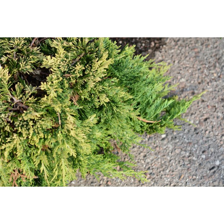 Roomav kadakas Golden Carpet Ø 17 cm