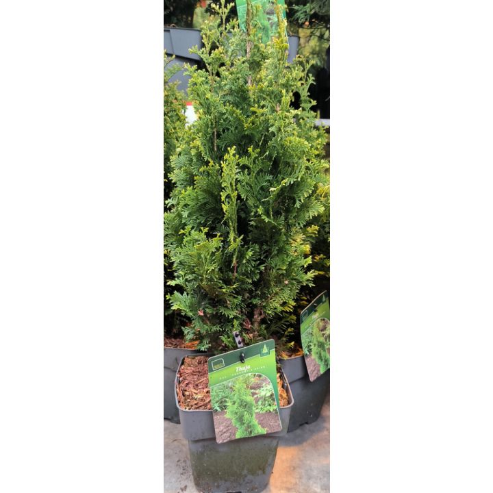 Harilik elupuu Degroot Spire Ø 17 cm