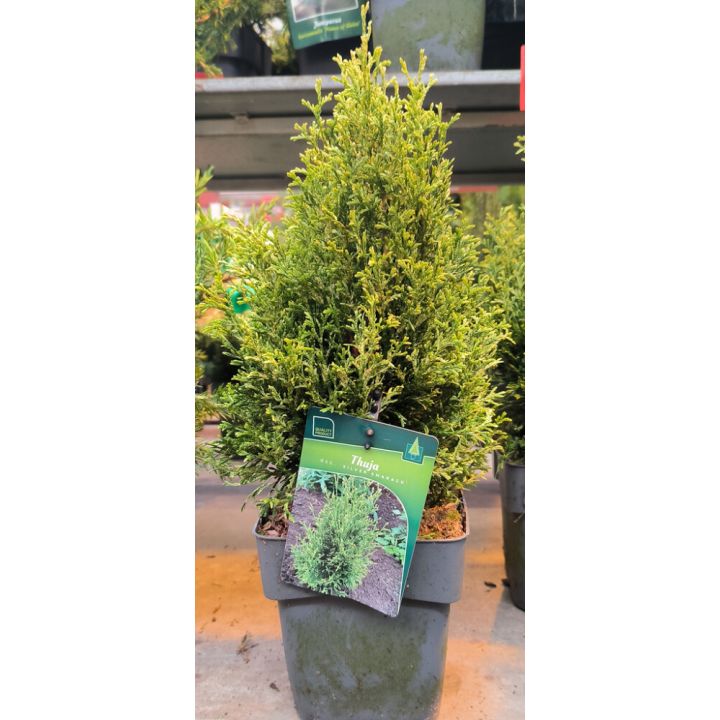 Harilik elupuu Silver Smaragd Ø 17 cm