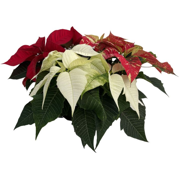 Jõulutäht  Ø 10,5 cm