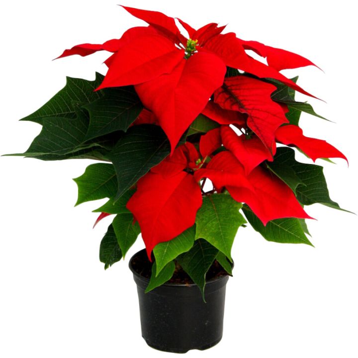 Jõulutäht Ø 12 cm