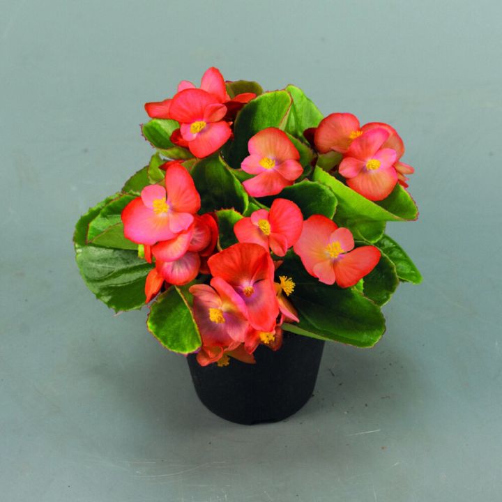 Begoonia mix Ø 9 cm