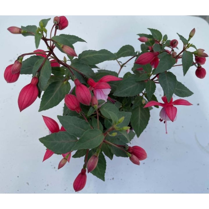 Fuksia Ø 10,5 cm