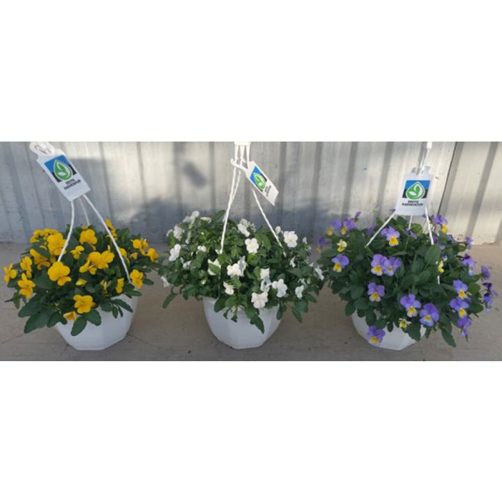 Ampel sarvkannike valik Ø 20 cm