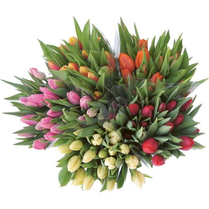 Tulbikimp 7 tk / kimbus