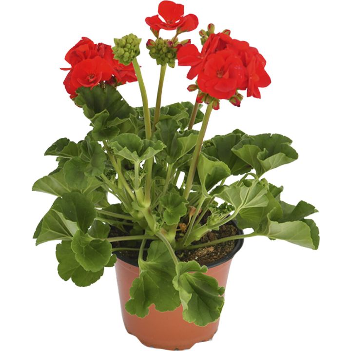 Pelargoon  Ø 10,5 cm