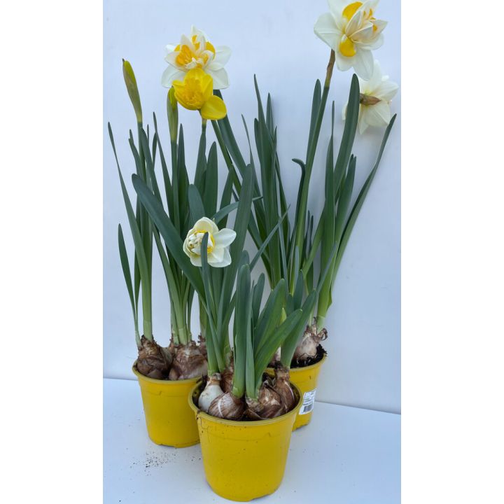 Nartsiss Double Gold Medal Ø 13 cm