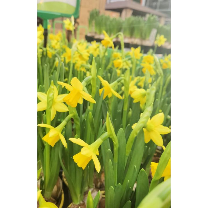 Nartsiss Tete a Tete Ø 10,5 cm