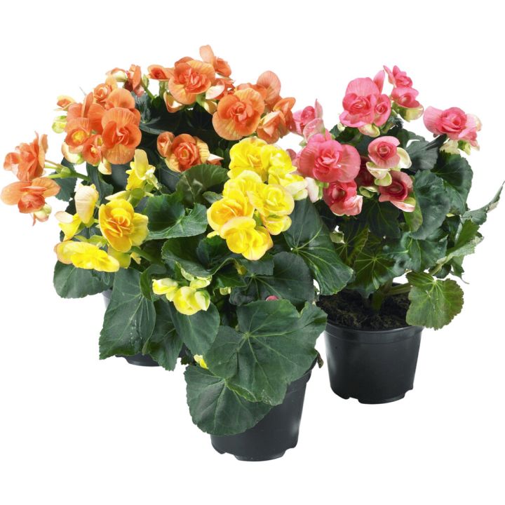 Roosbegoonia  Ø 12 cm