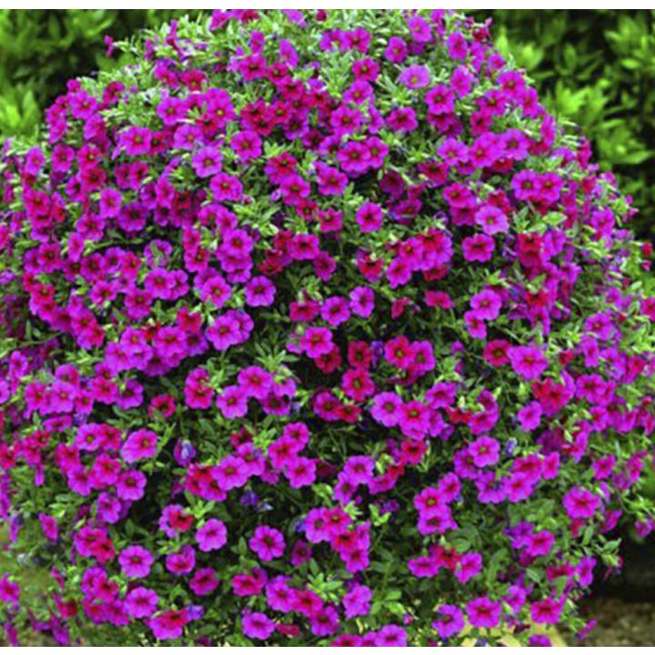 Suvelilleampel Million bells Ø 25 cm