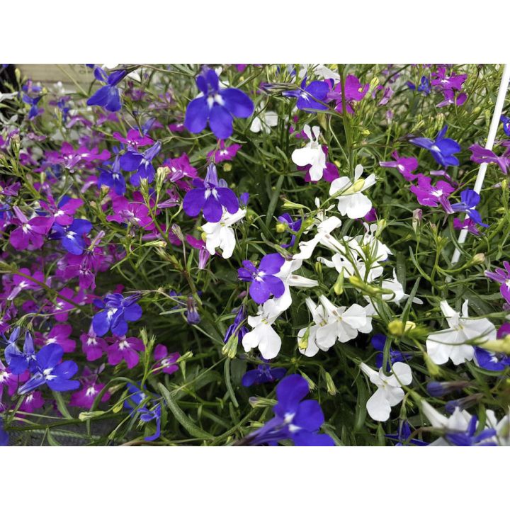 Suvelilleampel lobeelia Ø 25 cm