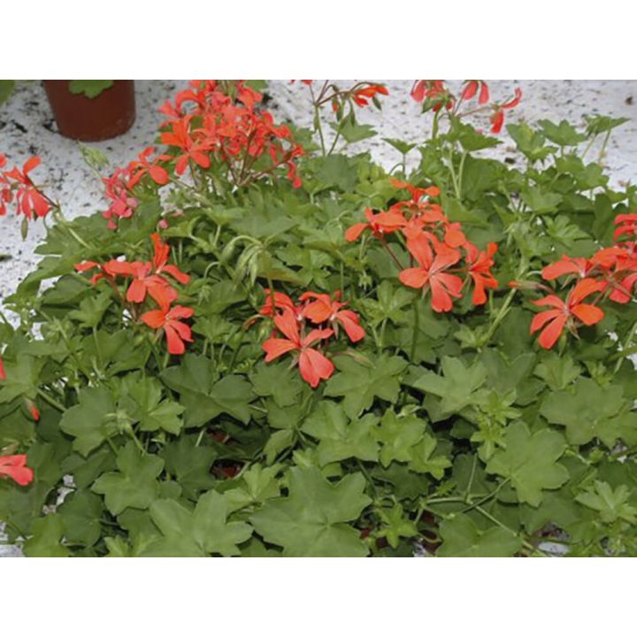 Suvelilleampel ripp-pelargoon