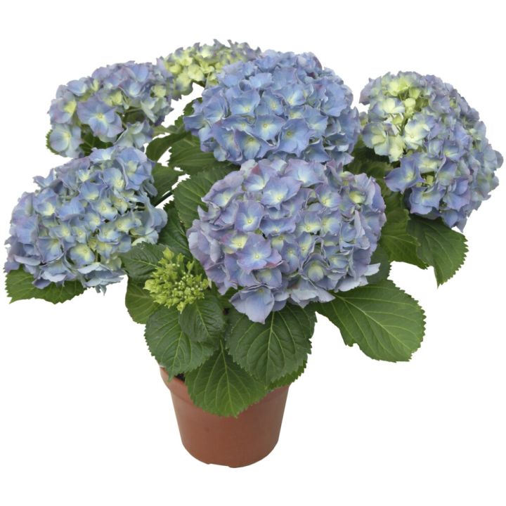 Suureleheline hortensia Ø 13 cm